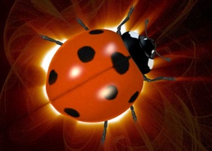 ladybeetle